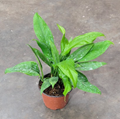 6" Anthurium Vittarifolium